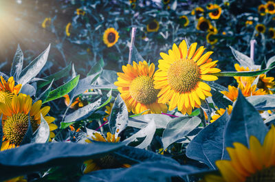 Close-up of sunflower on plant