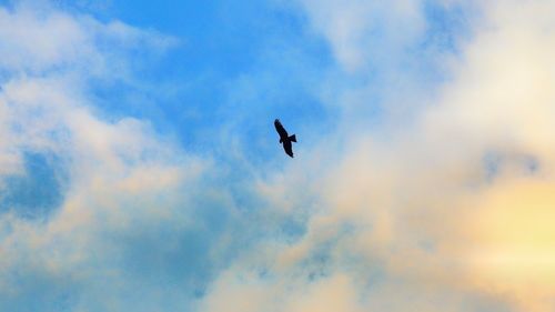 Low angle view of bird flying in sky