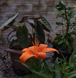 Close-up of orange day lily blooming outdoors