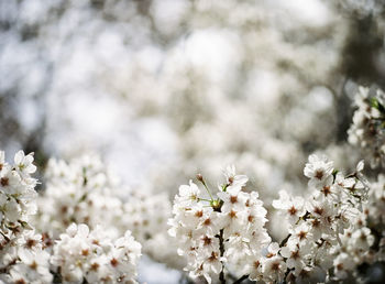 Close-up of white blossoms growing on branches