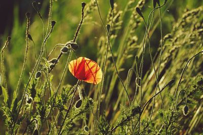 Close-up of red poppy in field
