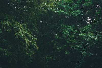 Scenic view of forest