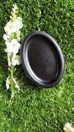 High angle view of black and white rose in grass