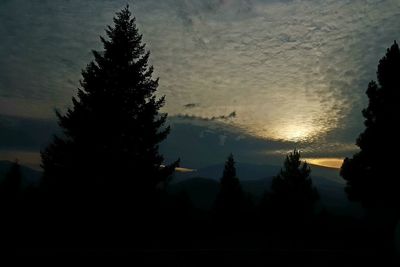 Silhouette of trees at sunset