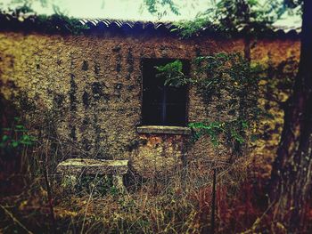 Plant growing on a wall