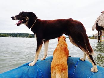 Dog by water against sky