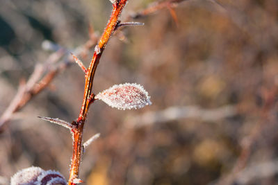 Close-up of plant during winter