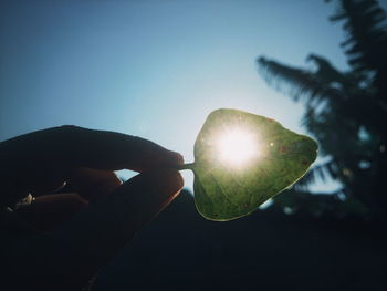 Person holding sun shining through tree