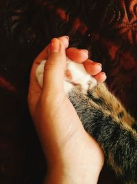 Close-up of hand feeding