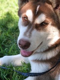 Close-up of dog looking away on field