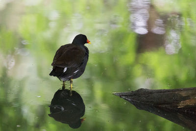 Bird perching at lake