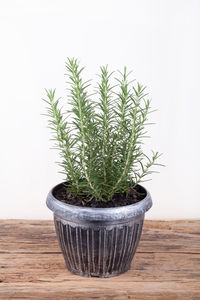 Close-up of potted plant on table against wall