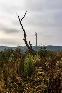 Plants on field against sky