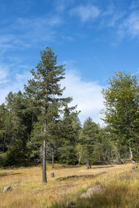 Pine trees in forest