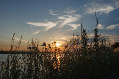 Silhouette plants against sky during sunset