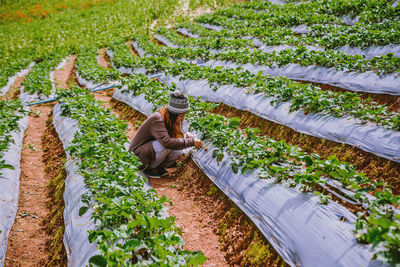 High angle view of people working on field