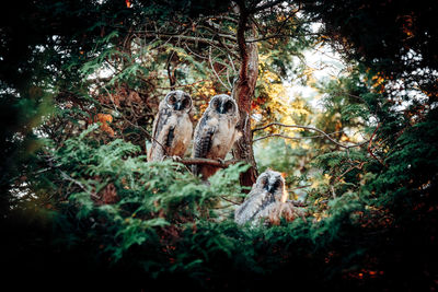 Owls on tree in forest