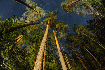 Low angle view of trees in forest