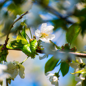 Close-up of cherry blossoms in spring