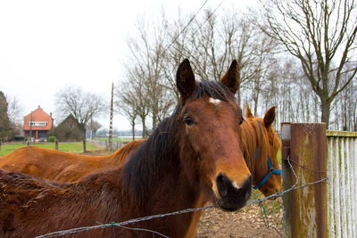 Close-up of horse standing on bare tree