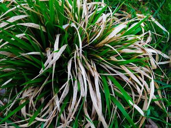 Close-up of plants growing on field