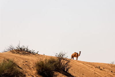 Low angle view of camel standing on sand dune against sky