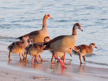 View of birds on beach