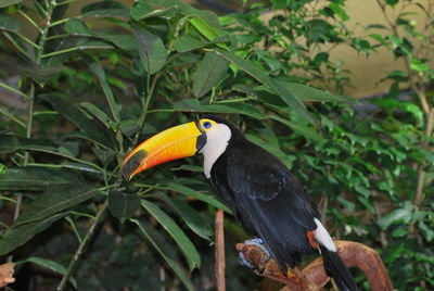 Bird perching on a tree