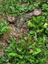 High angle view of lizard on field