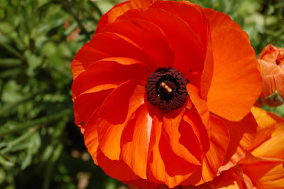 Close-up of insect on orange flower