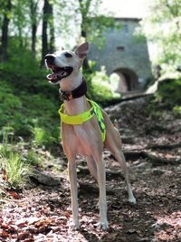 Dog standing on a land