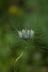 Close-up of plant