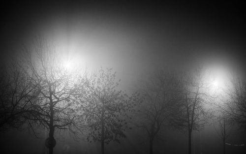 Low angle view of trees