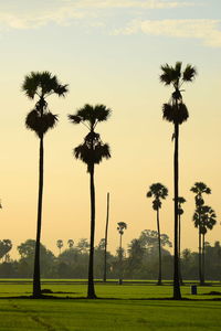 Palm trees on field against sky during sunset