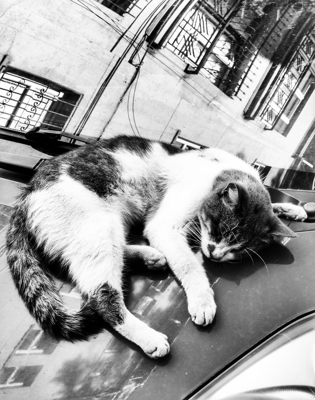 mammal, animal, domestic, domestic animals, animal themes, pets, one animal, cat, feline, domestic cat, vertebrate, motor vehicle, car, mode of transportation, land vehicle, transportation, relaxation, no people, architecture, lying down, whisker