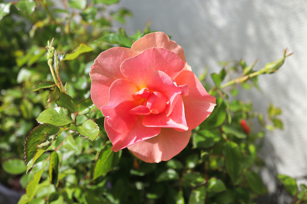 flower, plant, flowering plant, beauty in nature, rose, petal, freshness, nature, garden roses, flower head, inflorescence, close-up, pink, plant part, leaf, fragility, outdoors, no people, red, rose - flower, growth, rose wine, blossom, shrub, wine, springtime, multi colored, focus on foreground, botany