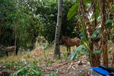 Horses in a forest