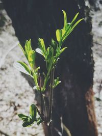 Close-up of plant growing on field