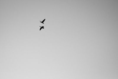 Low angle view of flying in sky