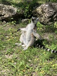 Monkey sitting on a field