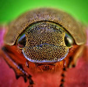 Macro shot of insect on flower