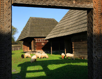 Sheep grazing in farm