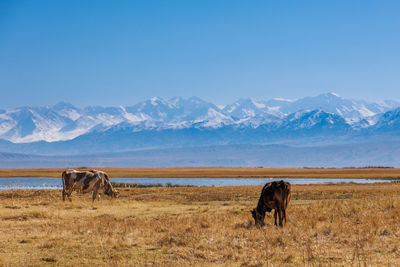 Scenic view of field against mountain