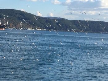 Seagulls flying over sea