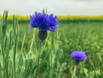 Close-up of fresh purple flower in field