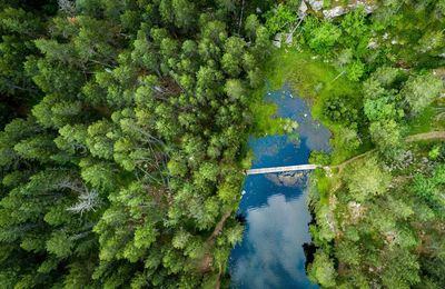 High angle view of lake amidst trees in forest