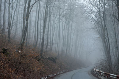 Road amidst trees in forest during winter