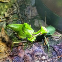 Close-up of insect on leaf