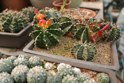High angle view of cactus growing in potted plant