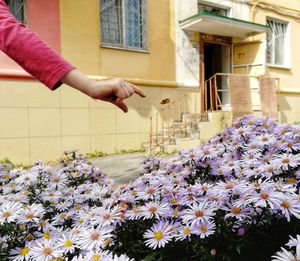 Low angle view of pink flowering plants against white wall